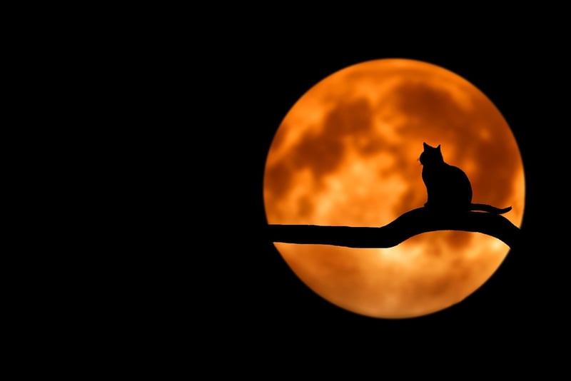 Moon